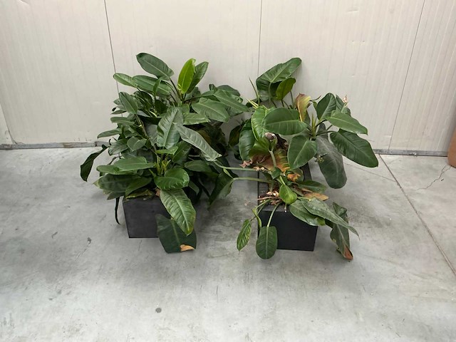 Planten met bak (2x) - afbeelding 2 van  7