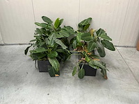 Planten met bak (2x) - afbeelding 2 van  7