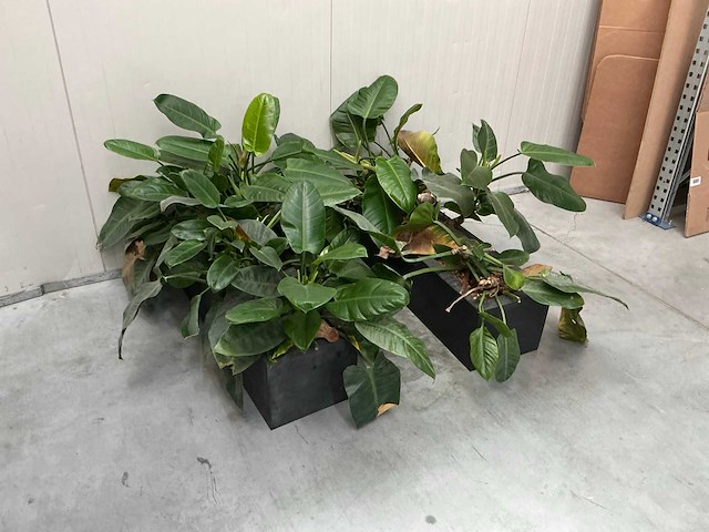Planten met bak (2x) - afbeelding 3 van  7