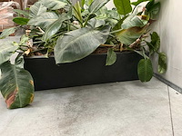 Planten met bak (2x) - afbeelding 4 van  7