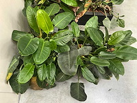 Planten met bak (2x) - afbeelding 6 van  7