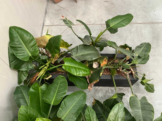 Planten met bak (2x) - afbeelding 7 van  7