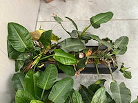 Planten met bak (2x) - afbeelding 7 van  7