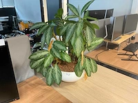 Planten met hydrocultuur pot (12x) - afbeelding 4 van  9
