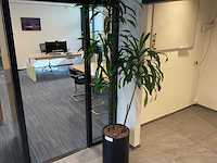 Planten met hydrocultuur pot (12x)