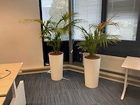Planten met hydrocultuur pot (12x) - afbeelding 2 van  9