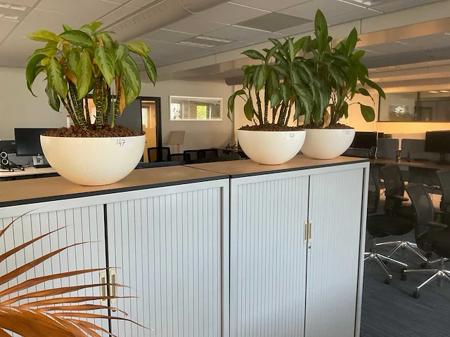 Planten met hydrocultuur pot (12x) - afbeelding 3 van  9