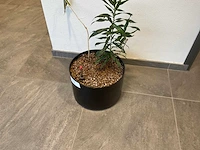 Planten met hydrocultuur pot (12x) - afbeelding 6 van  9