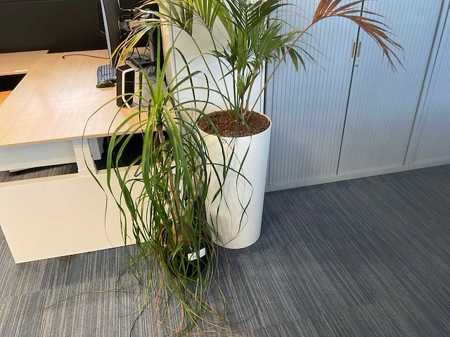 Planten met hydrocultuur pot (12x) - afbeelding 7 van  9