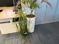 Planten met hydrocultuur pot (12x) - afbeelding 7 van  9