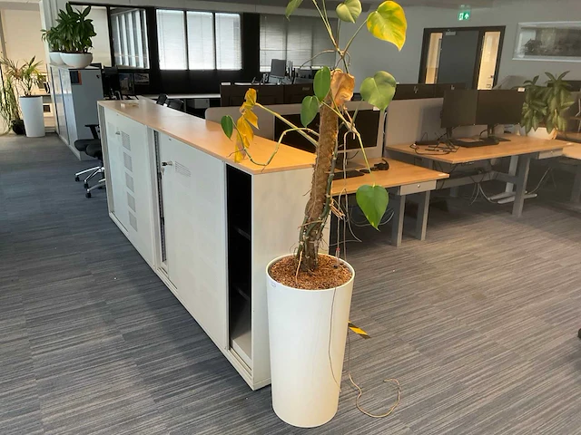 Planten met hydrocultuur pot (12x) - afbeelding 9 van  9