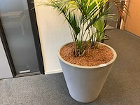 Planten met hydrocultuurpot (6x) - afbeelding 1 van  7