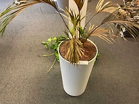 Planten met hydrocultuurpot (6x) - afbeelding 4 van  7