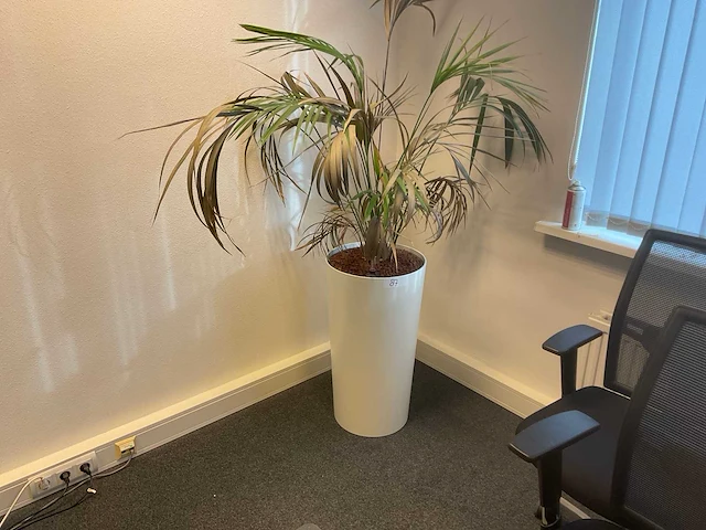Planten met hydrocultuurpot (6x) - afbeelding 5 van  7