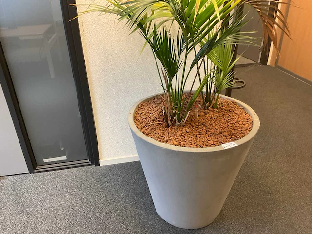 Planten met hydrocultuurpot (6x) - afbeelding 1 van  7