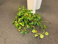 Planten met hydrocultuurpot (6x) - afbeelding 2 van  7
