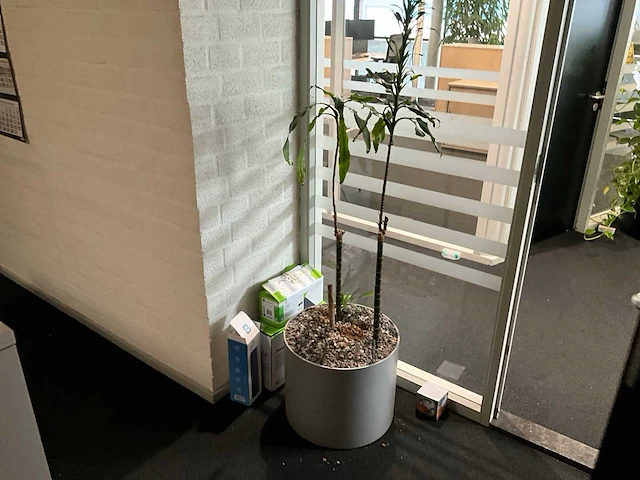 Planten met pot (10x) - afbeelding 3 van  11
