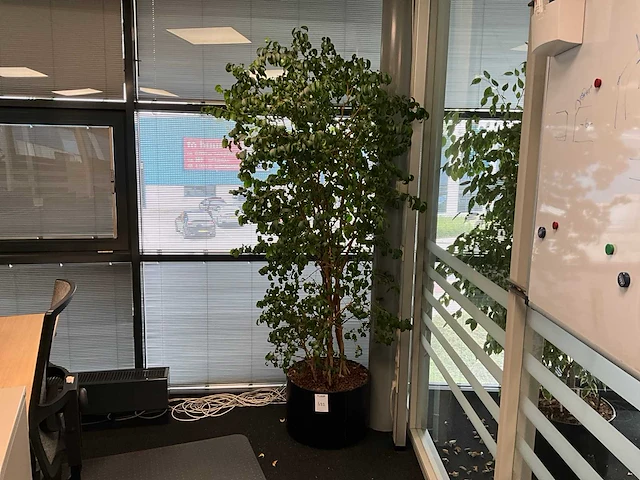 Planten met pot (10x) - afbeelding 1 van  11