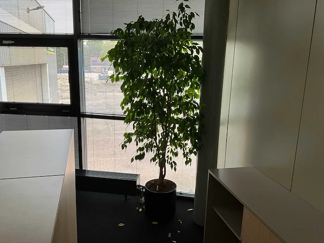 Planten met pot (10x) - afbeelding 8 van  11