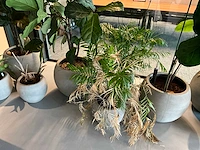 Planten met pot (10x) - afbeelding 4 van  5
