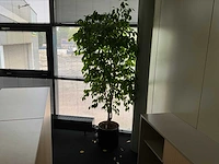 Planten met pot (10x) - afbeelding 8 van  11