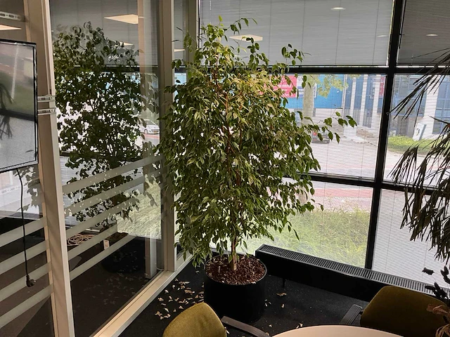 Planten met pot (10x) - afbeelding 10 van  11