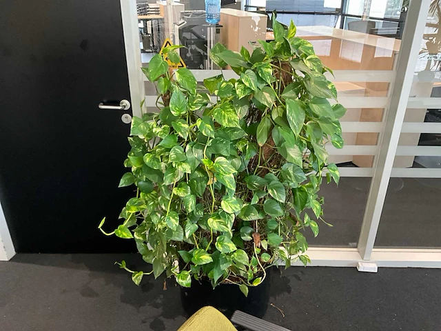 Planten met pot (10x) - afbeelding 11 van  11