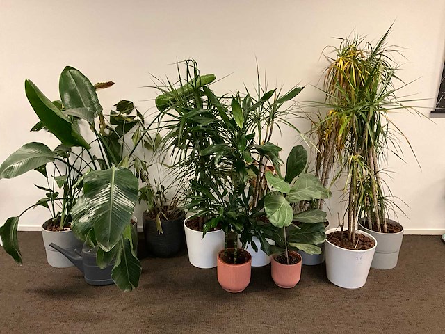 Planten met pot (10x) - afbeelding 1 van  4