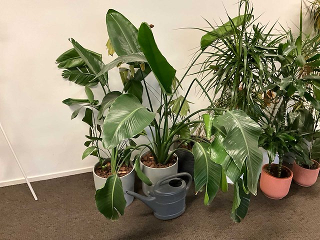 Planten met pot (10x) - afbeelding 2 van  4