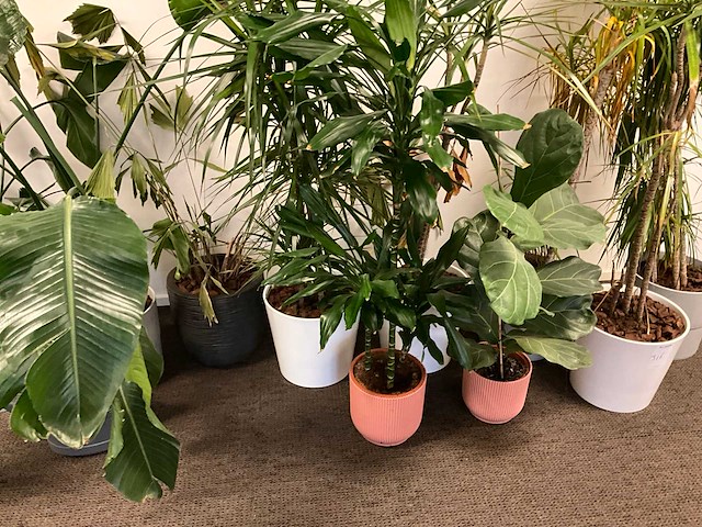 Planten met pot (10x) - afbeelding 3 van  4