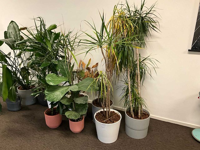 Planten met pot (10x) - afbeelding 4 van  4