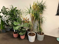 Planten met pot (10x) - afbeelding 4 van  4