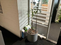 Planten met pot (10x) - afbeelding 3 van  11