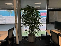 Planten met pot (10x) - afbeelding 4 van  11