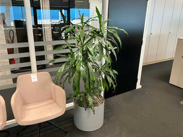 Planten met pot (10x) - afbeelding 5 van  11