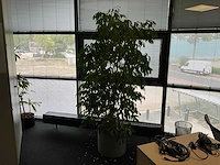 Planten met pot (10x) - afbeelding 6 van  11