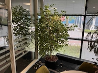 Planten met pot (10x) - afbeelding 10 van  11