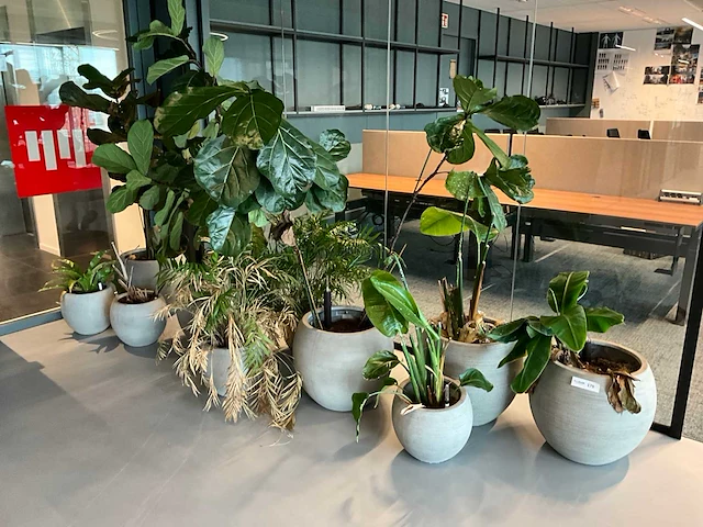 Planten met pot (10x) - afbeelding 3 van  5