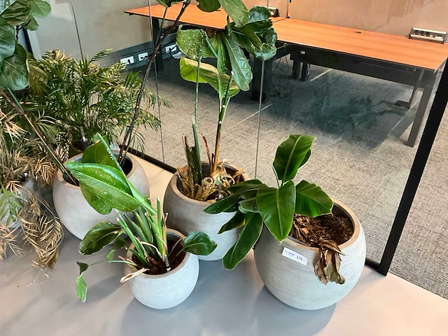 Planten met pot (10x) - afbeelding 4 van  5