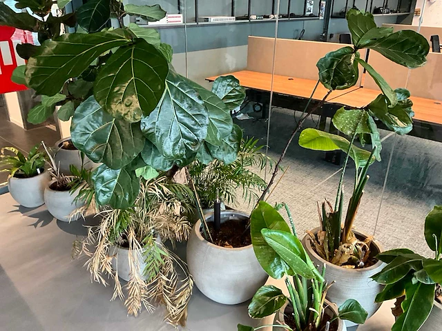 Planten met pot (10x) - afbeelding 5 van  5