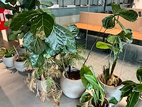 Planten met pot (10x) - afbeelding 5 van  5