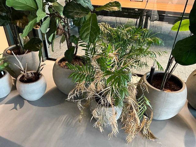 Planten met pot (10x) - afbeelding 2 van  5