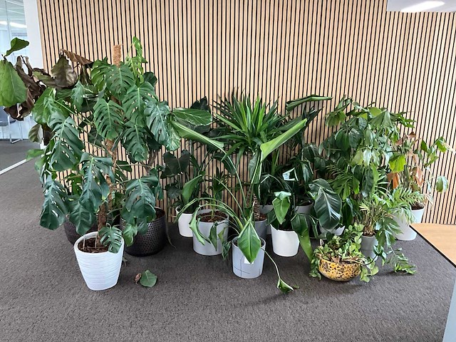 Planten met pot (14x) - afbeelding 1 van  3