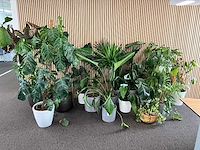 Planten met pot (14x) - afbeelding 1 van  3