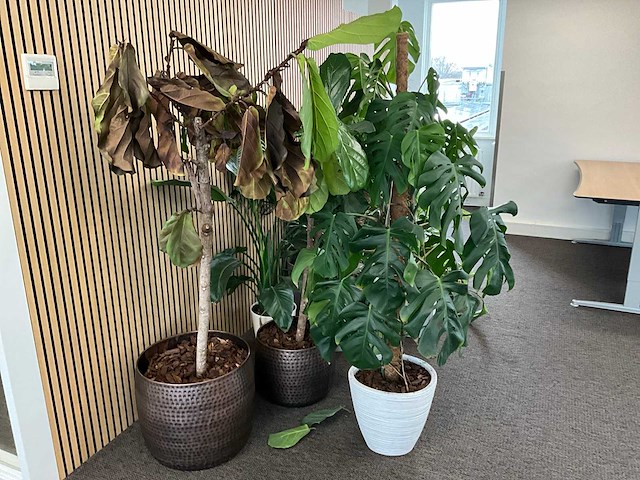 Planten met pot (14x) - afbeelding 3 van  3