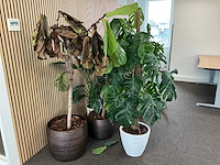 Planten met pot (14x) - afbeelding 3 van  3