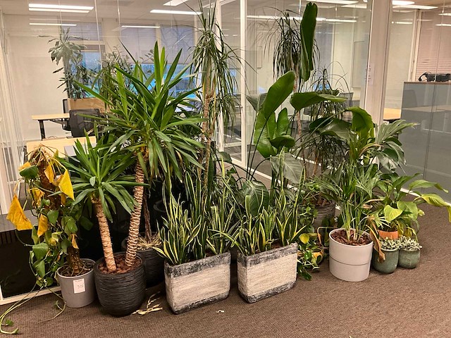 Planten met pot (17x) - afbeelding 1 van  4