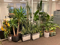 Planten met pot (17x) - afbeelding 1 van  4