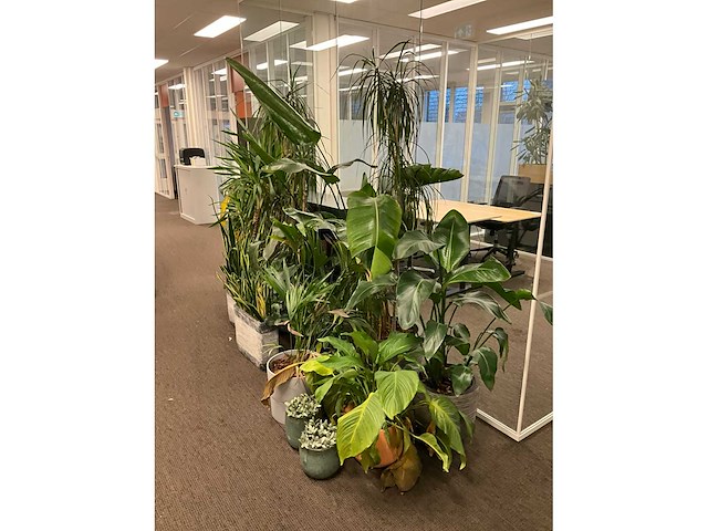 Planten met pot (17x) - afbeelding 3 van  4