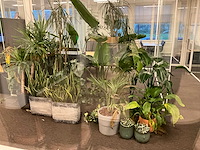 Planten met pot (17x) - afbeelding 4 van  4